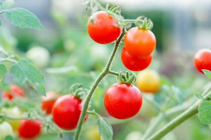 Prinokę raudonųjų serbentų pomidorai