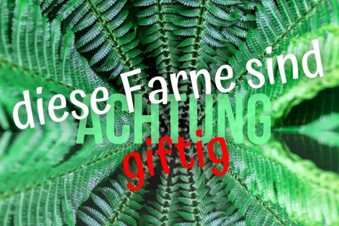 Warning: these 3 ferns are poisonous - cover picture