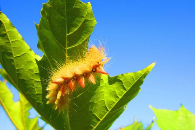 maple-caterpillar-fight