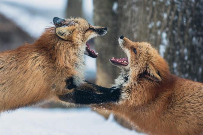 zorros peleando
