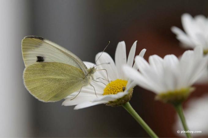 Zelje beli metulj