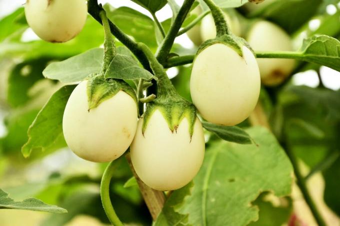 თეთრი ოვალური Eierbaum ხილი