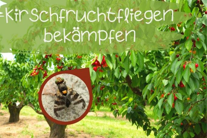 Combattere le mosche della frutta ciliegia - Titolo