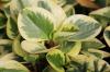 Peperomia obtusifolia: грижи, размножаване & Co