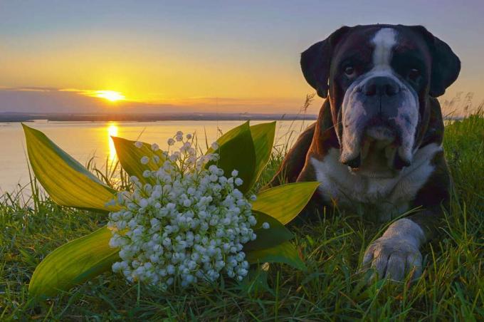 Hund ligger bredvid liljekonvaljer på en äng vid en sjö