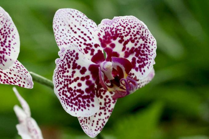 Orchidee, Phalaenopsis kan gevaarlijk zijn voor jonge kinderen
