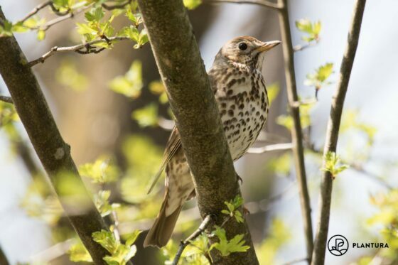 Τραγούδι Thrush: The spotted bird in portrait