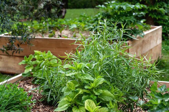 Raised bed with herbs