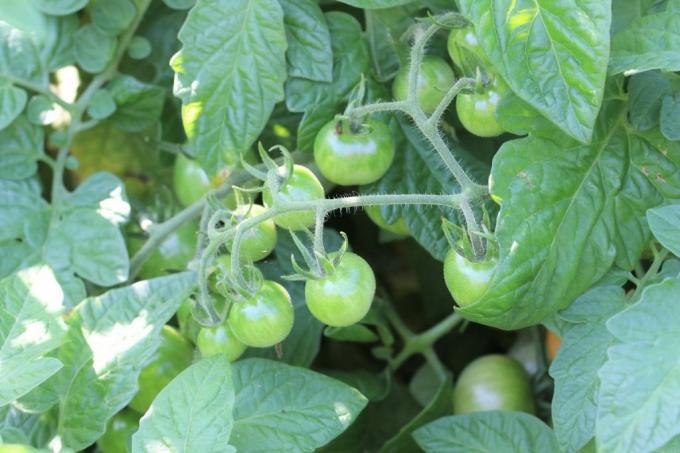 " Bahçıvan Lokumu" kokteyl domates