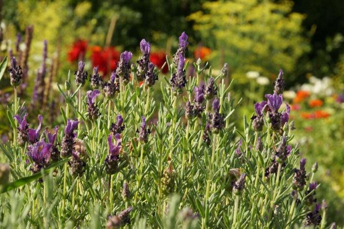 French lavender - Lavandula stoechas