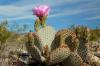Cactus rustiques: 10 types pour l'extérieur