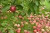 حصاد التفاح وتخزينه بشكل صحيح: نصائح مفيدة