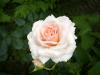 Hvide roser: de smukkeste typer roser