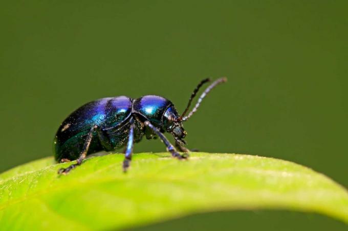 Blue milkweed beetle (Chrysochus asclepiadeus)