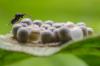 Encarsia formosa parazitinės vapsvos kaip naudingi vabzdžiai