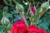 Levéltetvek a rózsákon: azonosítani és ellenőrizni