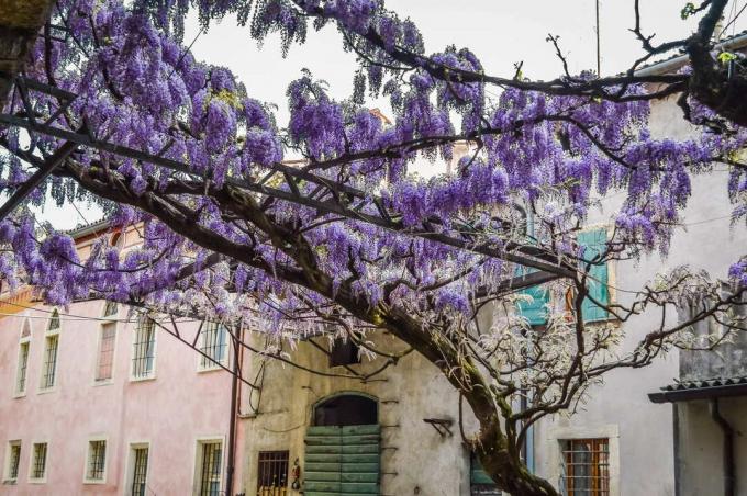 Bir Akdeniz evinin önünde wisteria dalları
