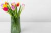 Tulpės vazoje: kaip jas pjaustyti