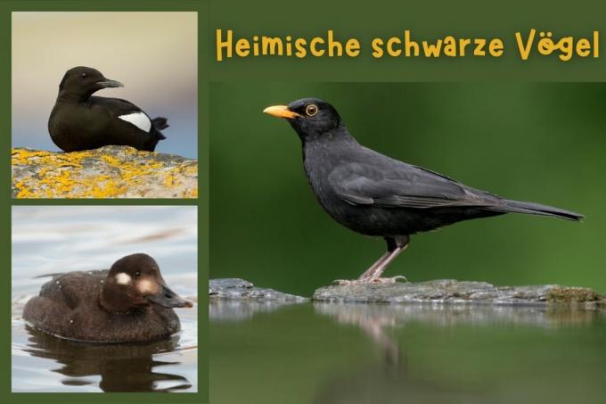 23 oiseaux noirs indigènes avec photo - photo de couverture