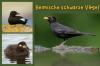 23 oiseaux noirs indigènes avec photo