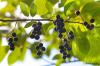 How poisonous is the bird cherry? Dangers to children and pets