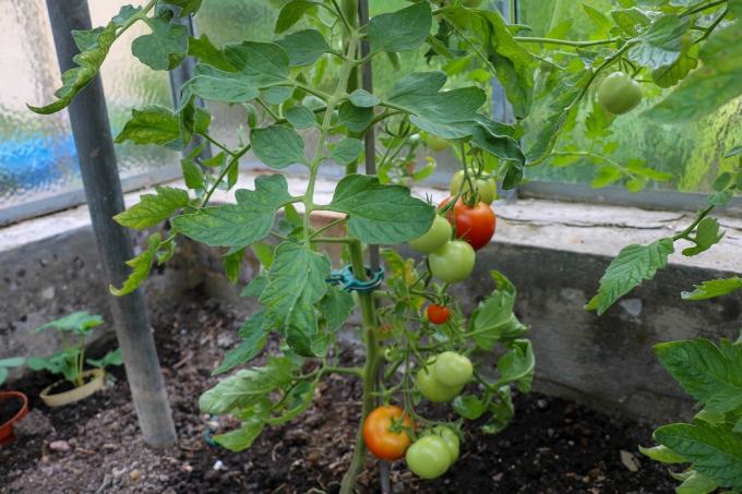 tomaatin kasvi