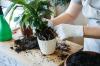 Repotting: More space for beloved plants