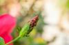 Pleje af hibiscus: eksperttips til perfekt pleje