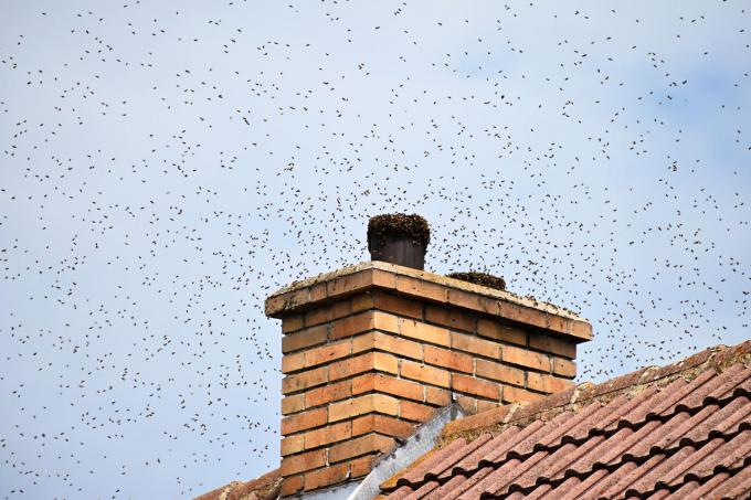 čebelje-gnezdo-na-strehi