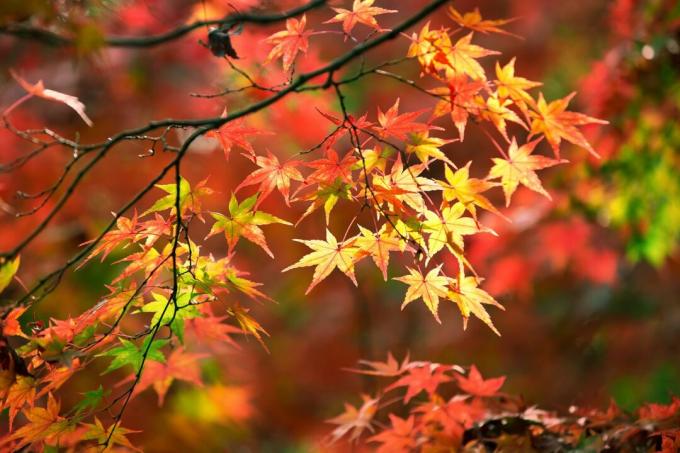 Červenožlutá barva listů na vějířovitých javorových listech