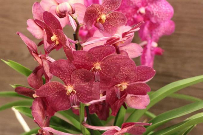 Přepněte orchideje do jiné kultury