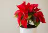 Kerstster: tips voor planten & verzorgen