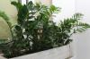 Buying Zamioculcas: Tips on where to buy