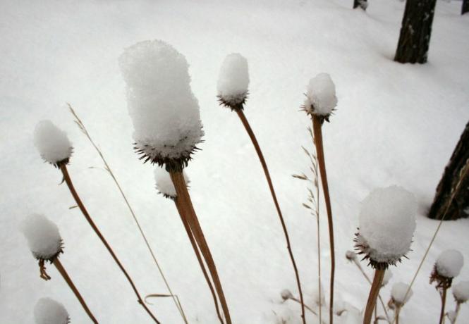 Echinacea ricoperta di neve