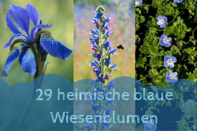 Blue meadow flowers - title