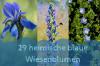 29 fleurs de prairie bleues domestiques avec photo