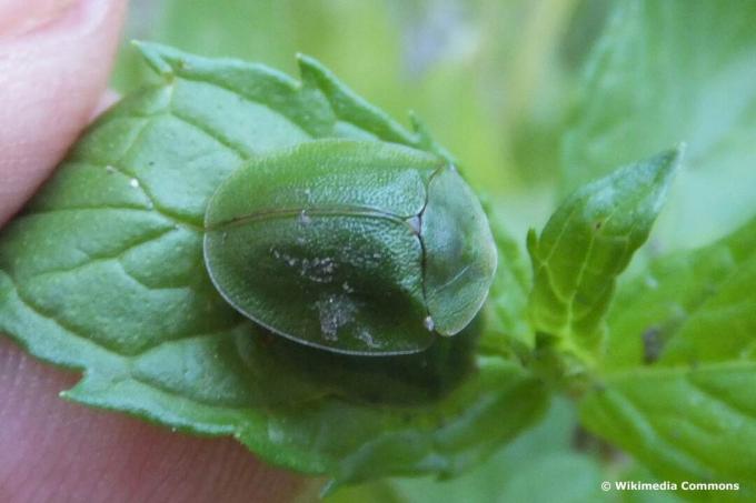 Зелена штитаста буба (Цассида виридис)