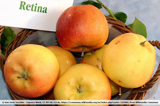 Odrůda jablek 'Retina'