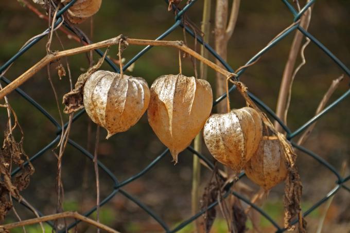 physalis-givre