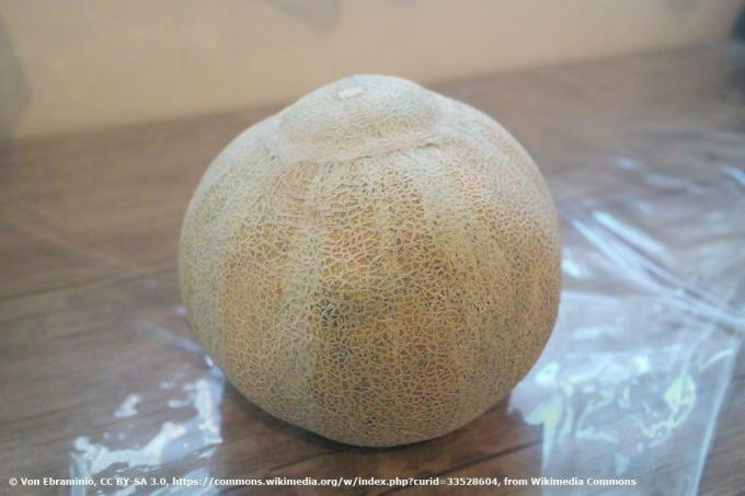 Melon gula 'Jenny Lind'