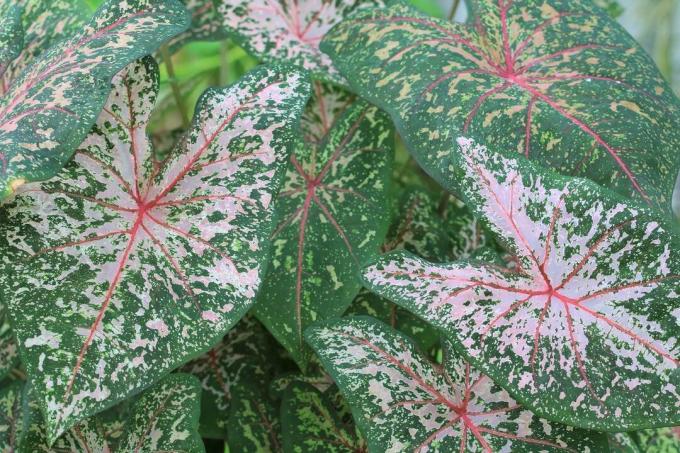 Renkli kök (Caladium bicolor)