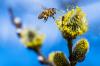 Insektsvänliga perenner och buskar: Inhemska buskar för insekter