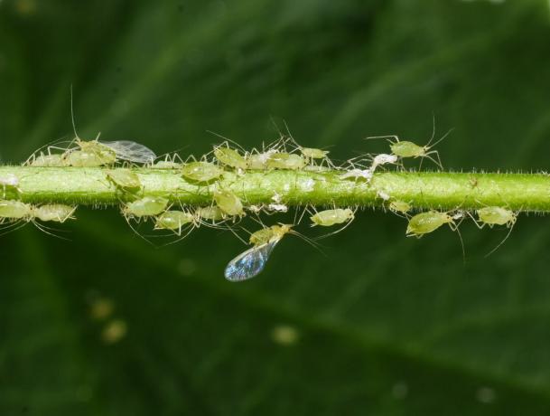 Aphids on the stem