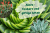 Aloe türleri: 19 farklı tür