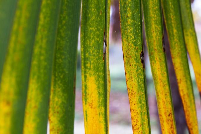 Gele palmbladeren bij de henneppalm