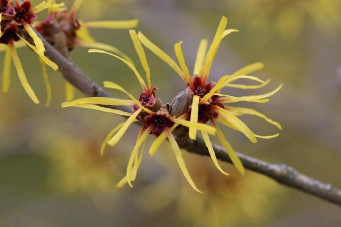 Arbustes à fleurs jaunes - hamamélis