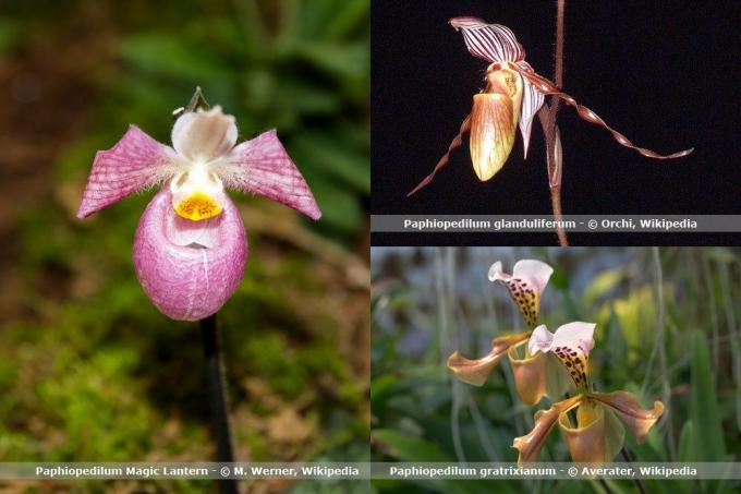 Orchidea fajok, Paphiopedilum