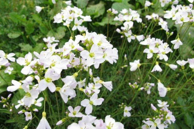 Meadowfoam ดอกไม้ทุ่งหญ้าสีขาว