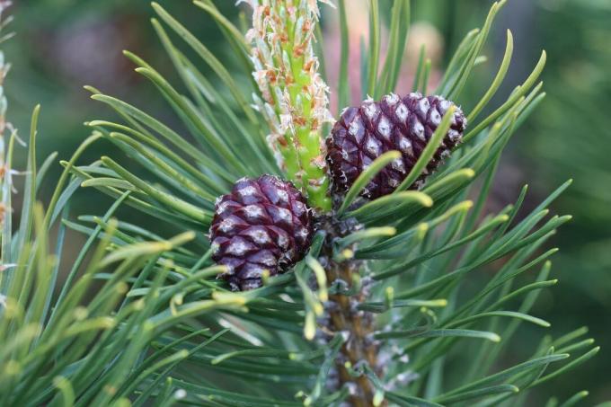 Mountain pine cones (Pinus mugo)