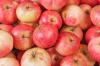תפוח בשר: גידול, טיפול וקציר
